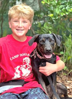 Saoirse Doglando Graduate FH, Hound / Australian Cattle Dog/Blue Heeler, young, available for adoption