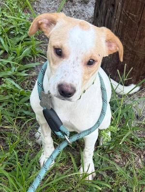 Spot, Rat Terrier / Dachshund, young, available for adoption