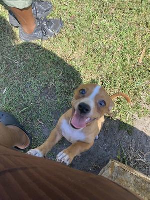 Fauna FH, Jack Russell Terrier, puppy, available for adoption
