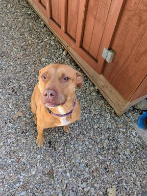 Betty, American Staffordshire Terrier, adult, available for adoption