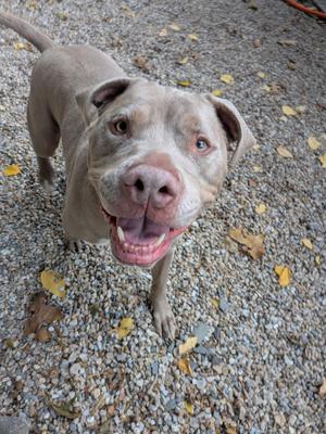A happy brown dog with a pink nose and floppy ears is standing on a gravel surface, looking up at the camera with its mouth open in a joyful expression.