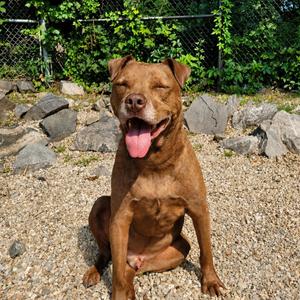 Rocco, American Staffordshire Terrier, senior, available for adoption
