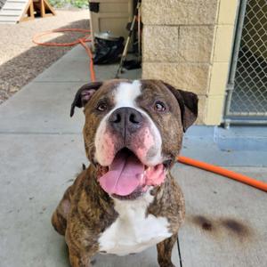Mazi, Mastiff / Pit Bull Terrier, young, available for adoption