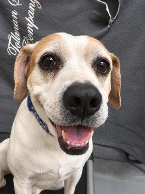 Ella, Pit Bull Terrier / Beagle, senior, available for adoption