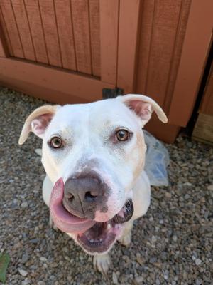 Taylor, American Staffordshire Terrier, adult, available for adoption