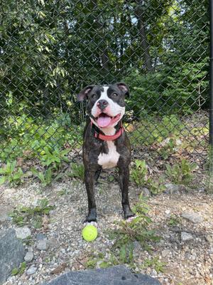 Monroe, Pit Bull Terrier, adult, available for adoption