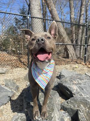 A happy pitbull mix dog wearing a colorful bandana, standing outdoors on rocks.