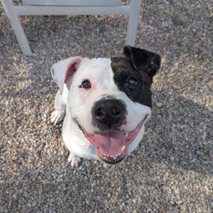 A black and white pit bull dog smiling at the camera.