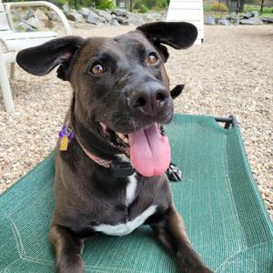 Bailey, Black Labrador Retriever / Pit Bull Terrier, adult, available for adoption