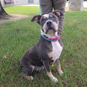 A gray and white dog with a pink collar sitting on grass.