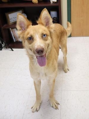 Lydia, Alaskan Husky Mix, adult, available for adoption