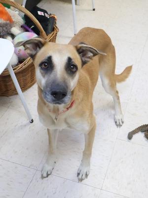 A light brown dog with a black face and ears, wearing a red collar, standing on a tiled floor.