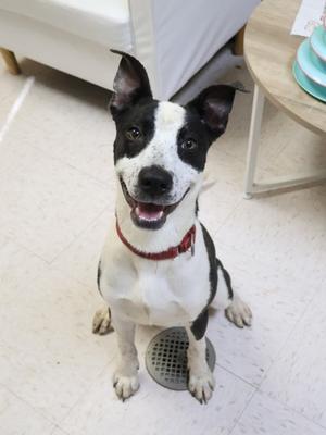 A black and white dog with a red collar sitting on a tiled floor.