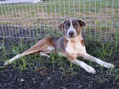 A brown and white dog lying on the ground in front of a wire fence.