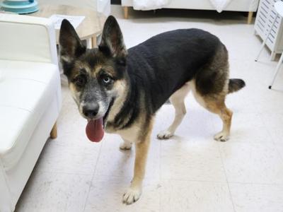Star, German Shepherd Dog and Alaskan Husky, adult, available for adoption