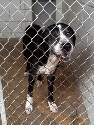 Stubby, Labrador Retriever Mix, senior, available for adoption