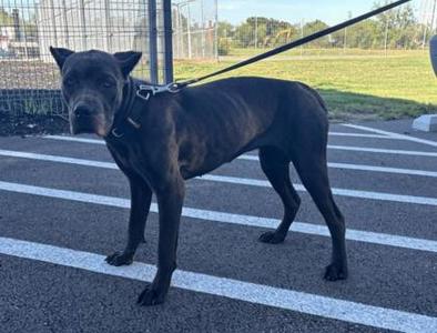 Diva, Cane Corso Mix, adult, available for adoption