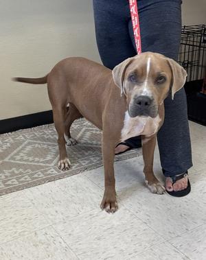Stoney, Labrador Retriever Mix, adult, available for adoption