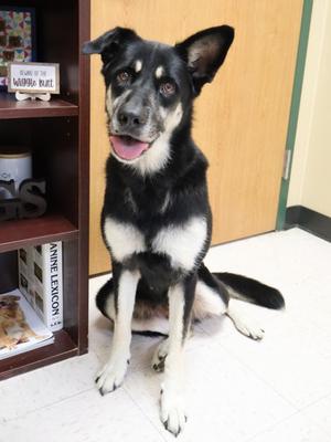 Echo, German Shepherd Dog Mix, adult, available for adoption