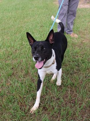 A black and white dog with a pink tongue sticking out, walking on a grassy field while being held by a leash.