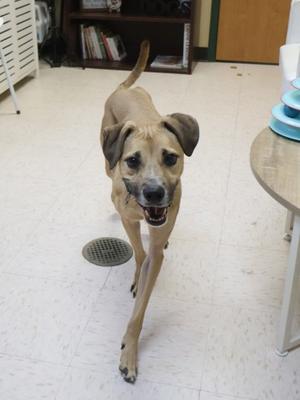 A brown dog with floppy ears and a black nose is walking towards the camera with its mouth open, showing its teeth. The dog is in a room with a tiled floor, a vent on the floor, and a table with a blue object on it. In the background, there is a bookshelf with books and a white cabinet.