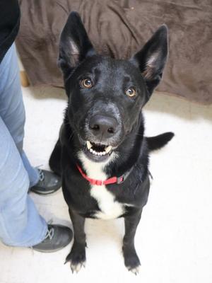 Kenny, German Shepherd Dog Mix, adult, available for adoption