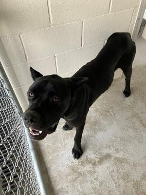 Dante, Cane Corso Mix, adult, available for adoption