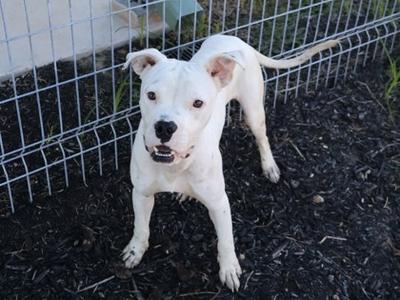 John Pork, American Staffordshire Terrier Mix, young, available for adoption
