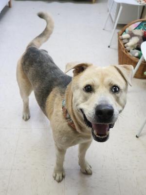 A happy dog with a light brown and black coat, standing on a tiled floor, looking directly at the camera with its mouth open and tongue out.