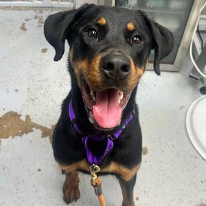 Nyx, Rottweiler, adult, available for adoption