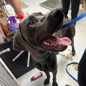Buddy, Weimaraner, adult, available for adoption