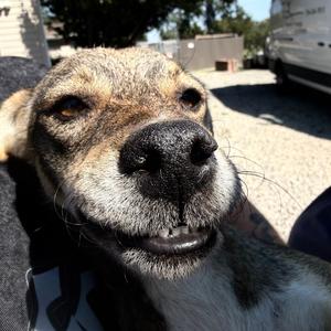Tala, Mixed Breed (Small), adult, available for adoption