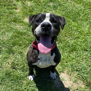 Dex, Terrier, Pit Bull, senior, available for adoption