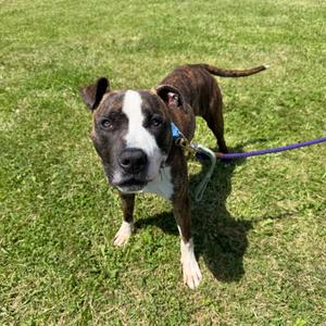 Titan, Terrier, American Pit Bull, adult, available for adoption