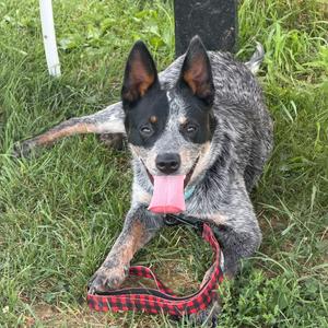 Denali, Cattle Dog, Australian (Blue Heeler), adult, available for adoption