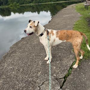 A tan and white dog on a leash standing on a paved path next to a lake.