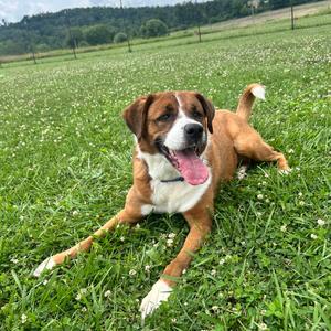 Sox, Boxer, adult, available for adoption
