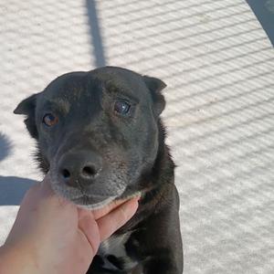 Wyatt, Mixed Breed (Medium), senior, available for adoption
