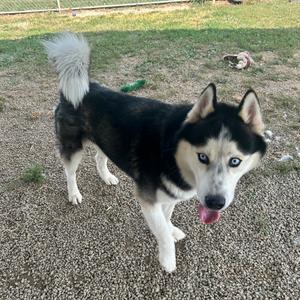 Viserys, Husky, adult, available for adoption