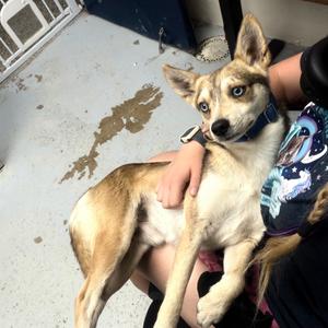 Ringo, Mixed Breed (Small), adult, available for adoption