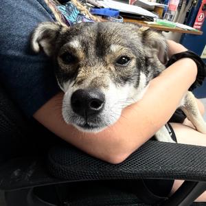 Mesa, Mixed Breed (Small), adult, available for adoption