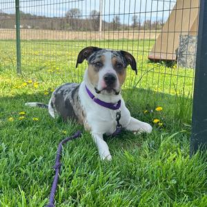 McCoy, Mixed Breed (Large), adult, available for adoption