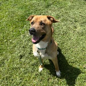 Togo, Mixed Breed (Large), adult, available for adoption