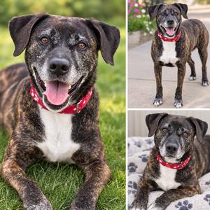 Jody, Mountain Cur, senior, available for adoption