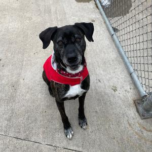 Jody, Mountain Cur, senior, available for adoption