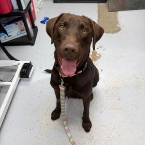 Barnacle, Retriever, Chocolate Labrador, adult, available for adoption