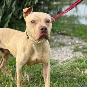 Ragnar, Terrier, American Staffordshire, adult, available for adoption