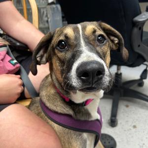 Haley, Mixed Breed (Medium), adult, available for adoption