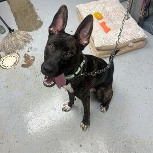 Dredd, Shepherd, German, adult, available for adoption