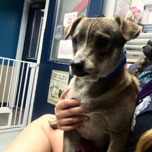Ike, Mixed Breed (Small), adult, available for adoption